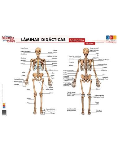 Láminas didácticas. Anatomía: Huesos