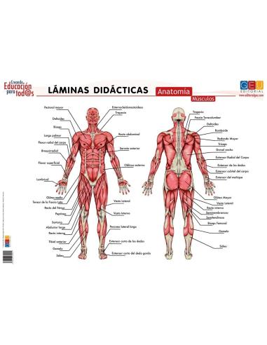 Láminas didácticas. Anatomía: Músculos