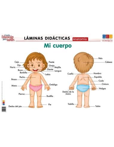 Láminas didácticas. Anatomía: Mi cuerpo