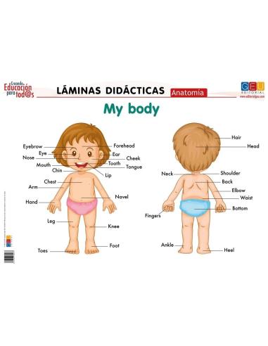 Láminas didácticas. Anatomía: My body